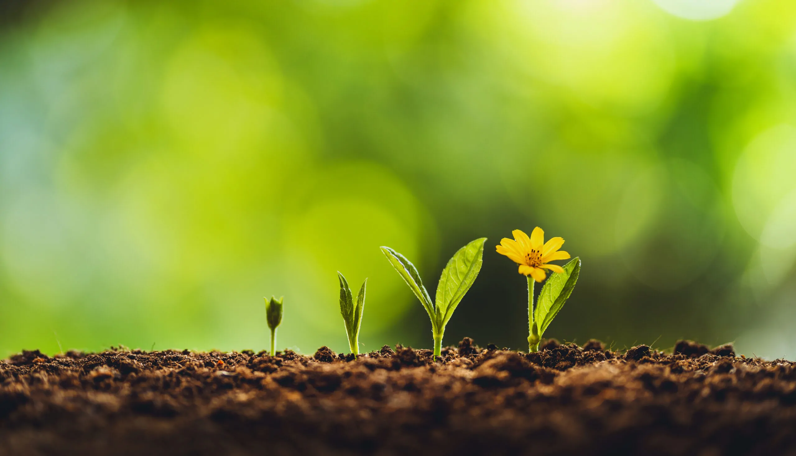 Growth tree young plant Natural green background Growth tree young plant Natural green background